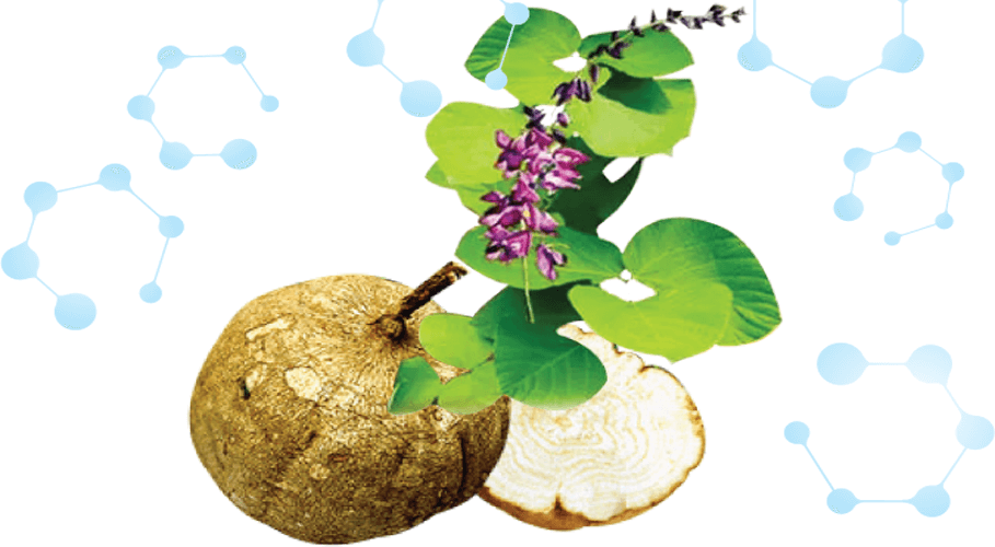 Cung Cấp Sâm Tố Nữ Pucolazen (collagen) tại Bình Dương